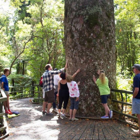 Puketi Eco Walk - half day