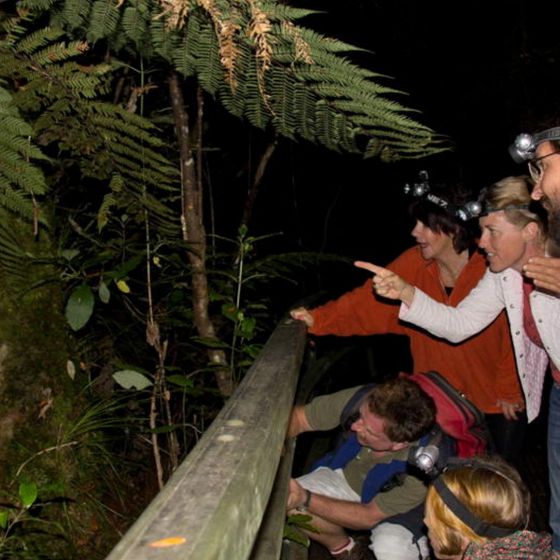 Puketi Night Walk