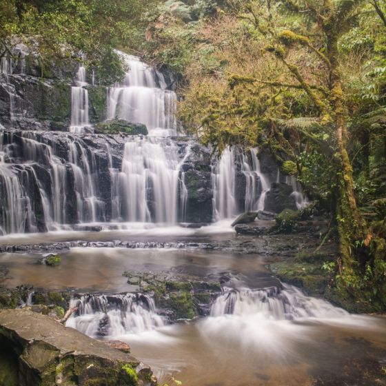 Catlins Experience Private Tour