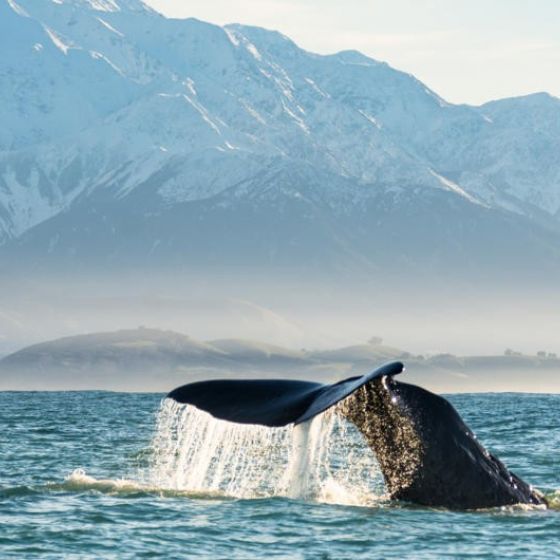 Kaikoura Whale Watch Day Tour