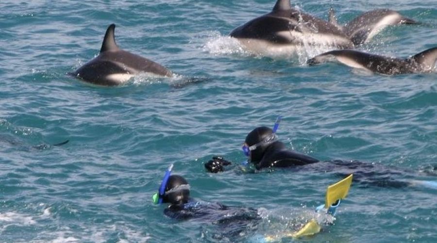  Dolphin Encounter Swim