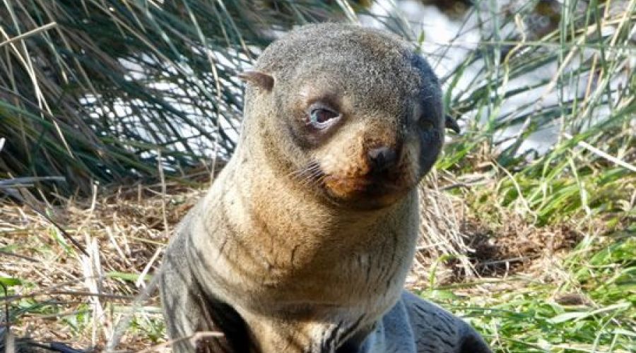 Penguin Express Coach Tour