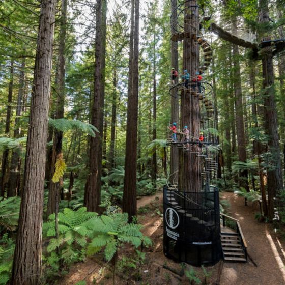 Redwoods Altitude
