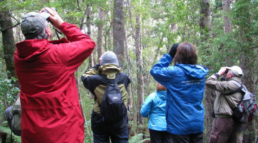 Ulva Island Bird Sanctuary Half-Day Guided Walk