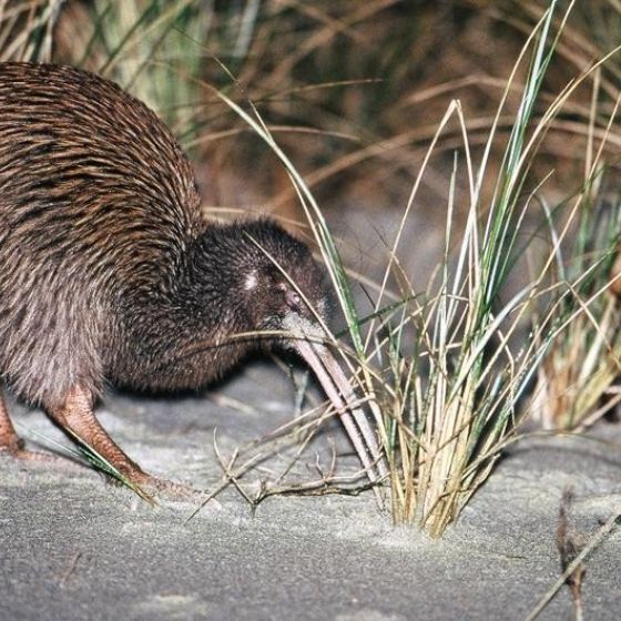 Evening Kiwi Spotting