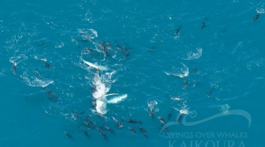 Whale Watch Fixed Wing Flight